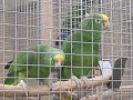 Návštěva chovné stanice papoušků.